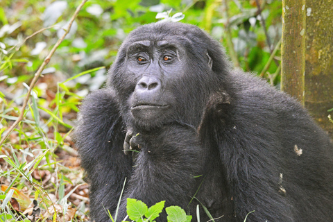 5-Day Uganda Safari: Chimpanzees & Gorillas on midrange