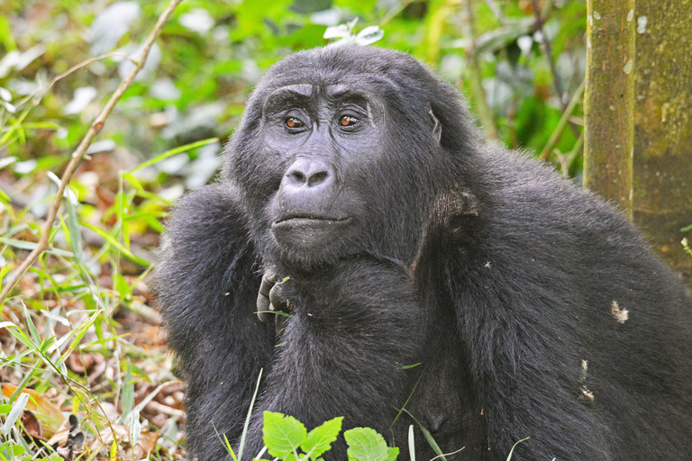 5-Day Uganda Safari: Chimpanzees & Gorillas on midrange