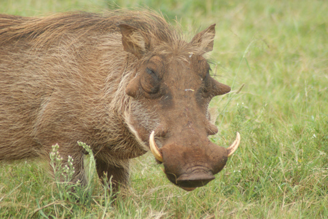 Addo Elephant National Park: Half-Day Safari with Guide