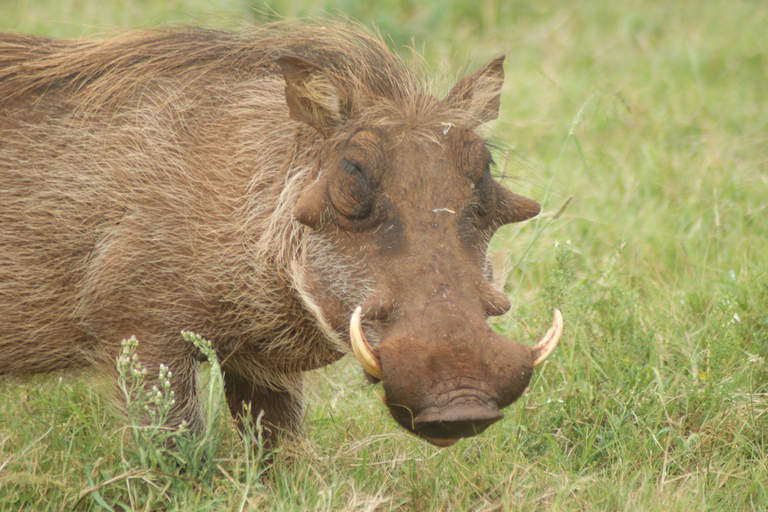 Addo Elephant National Park: Half-Day Safari with Guide