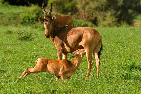 Safari de 6 jours à la rencontre des gorilles et de la faune