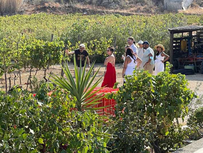 Naxos: Wine & Culture Tour