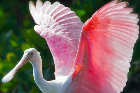 From Puerto Escondido: Day Trip to Chacahua National Park