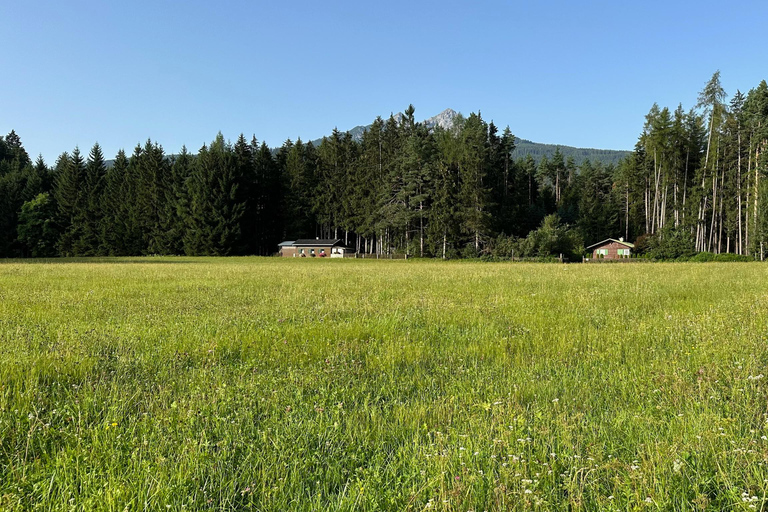 La forêt comme salle d&#039;évasion pour toute la famille