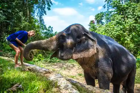 Khao Sok : L'expérience d'un sanctuaire d'éléphants respectueux de l'éthique