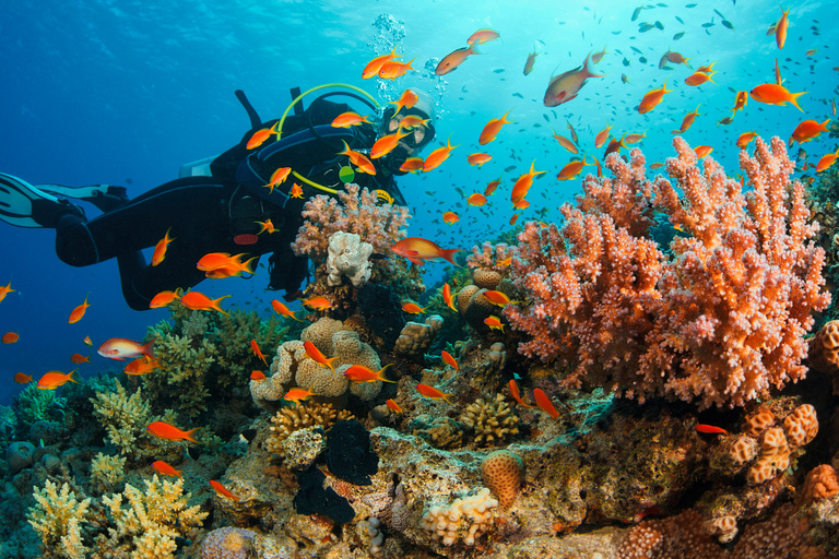 Aqaba : Diving Experience with Private Beach & Pool Access