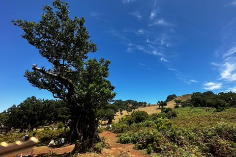 Unveil West Madeira: 4x4 Cliffs, Pools & Views Madeira Island full day 4x4 jeep tours