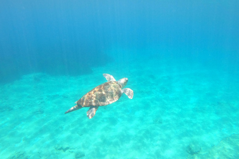 Paphos: Schildkrötenbeobachtung und Schnorchelausflug mit dem Seescooter