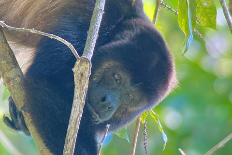 Manuel Antonio Park: Guidad vandring med en naturforskarePrivat rundtur