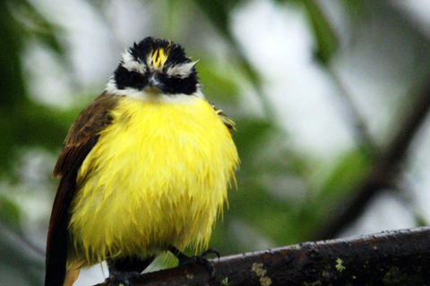 Parque Nacional de Carara: Melhor Tour Parque Nacional de Carara - Um dia