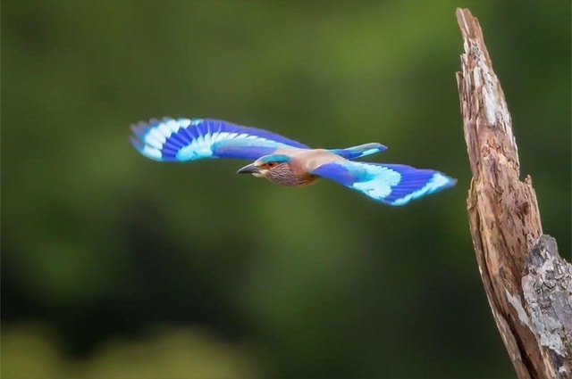 From Ella: Kalametiya Bird Sanctuary Boat Safari & Transfers