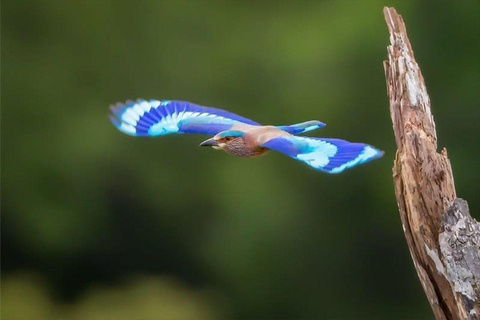 From Galle/Mirissa: Kalametiya Bird Sanctuary Boat Safari Hambantota: Kalametiya Bird Sanctuary Boat Safari-Private