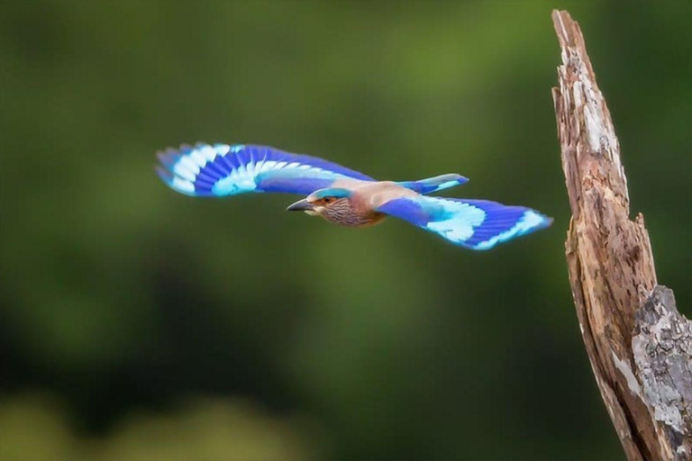 From Galle/Mirissa: Kalametiya Bird Sanctuary Boat Safari Hambantota: Kalametiya Bird Sanctuary Boat Safari-Private