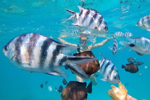 Zanzibar dolphins+ snokling at mnemba with turles swimming