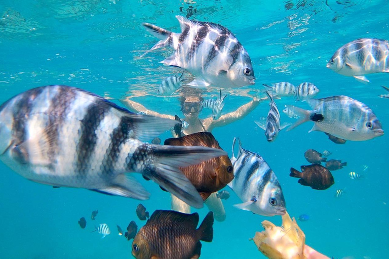 Fullday Pungume island and sandbanklunch