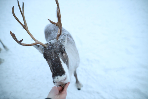 Rovaniemi: Wycieczka po farmie reniferów z przejażdżką saniami i odbiorem