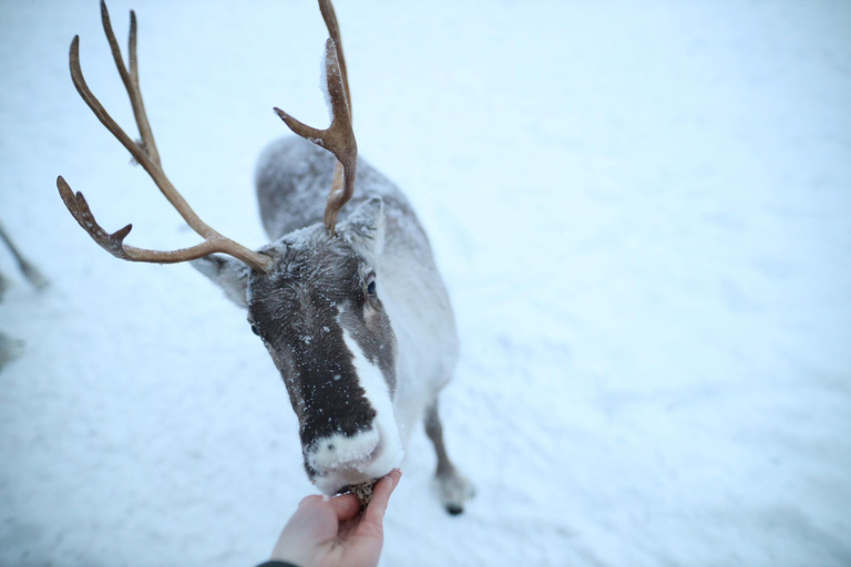 Rovaniemi: Reindeer Farm Tour with Sledge Ride &amp; Pickup