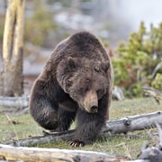 Private Tour zu den Highlights des Yellowstone-Nationalparks