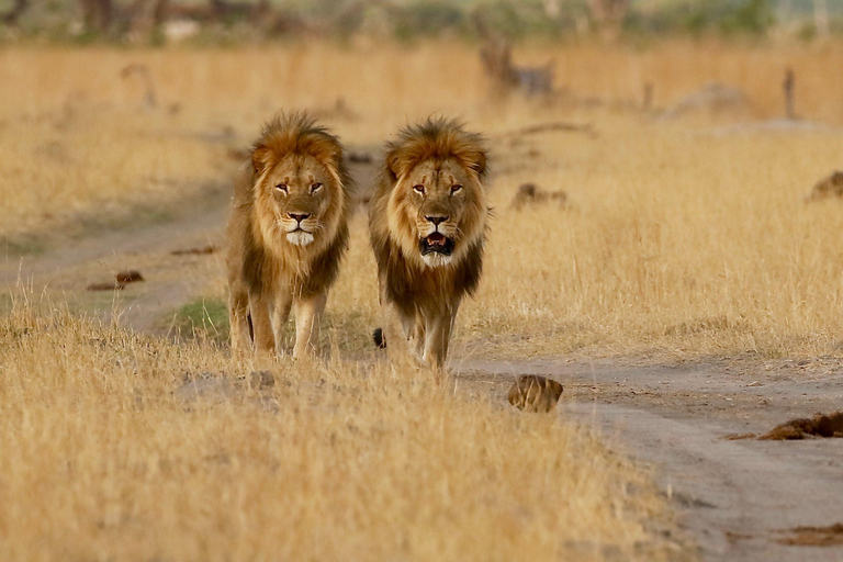4-Day Four Countries - Zimbabwe, Zambia, Botswana & Namibia