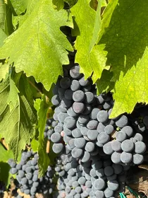 Wurzeln und Wein - Die Tradition der Weinherstellung