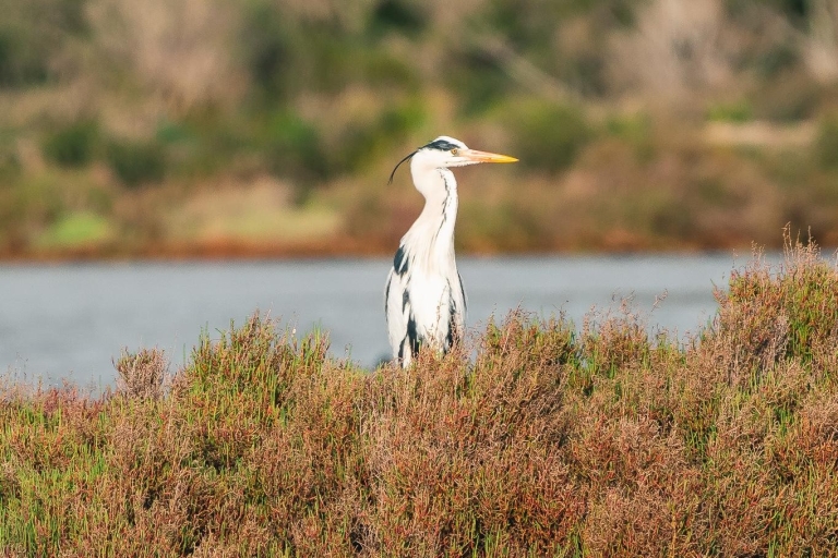 Park przyrody Albufera des Grau: wędrówki i obserwacja ptaków