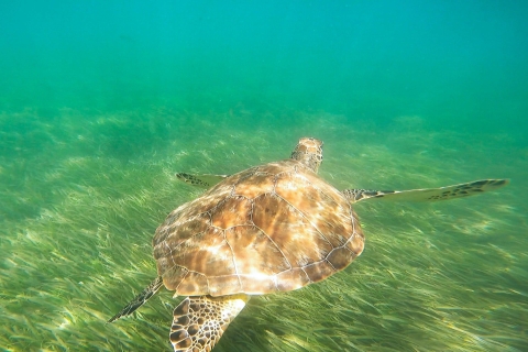 Bucea con manatíes y tortugas en San JuanSnorkel en San Juan: Avistamiento de manatíes, tortugas marinas y ¡mucho más!