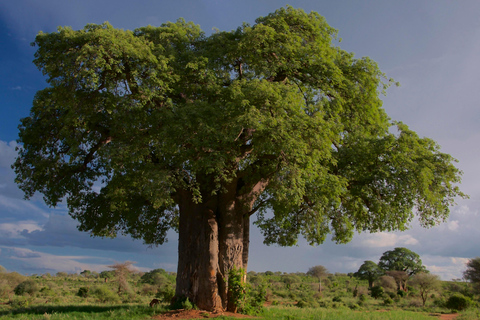 Park Narodowy Tarangire - całodniowe safari z dziką przyrodą