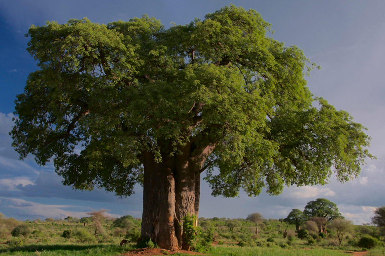 Tarangire National Park Full-Day Wildlife Safari