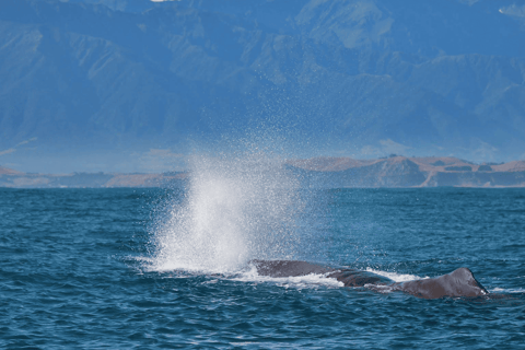 Christchurch: Kaikoura Day Tour with Hotel Pickup