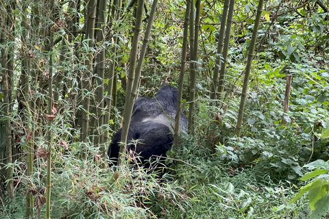 Escursione di 1 giorno sul Monte Bisoke, Parco Nazionale dei Vulcani