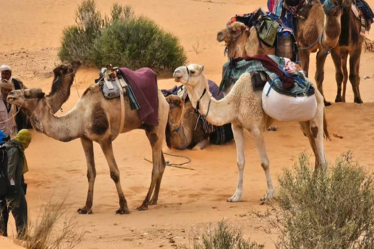 From Djerba: Douz, Matmata Star Wars Sites & local market