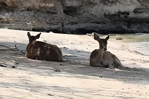 Banyuwangi: Deer and Tabuhan Island Snorkeling 12 Hours Trip