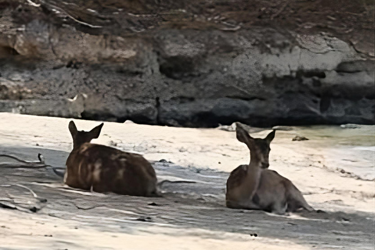 Banyuwangi: Deer and Tabuhan Island Snorkeling 12 Hours Trip