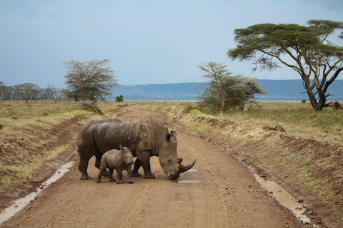 3 giorni di safari con gli elefanti ad AmboseliSafari all&#039;Amboseli di 3 giorni