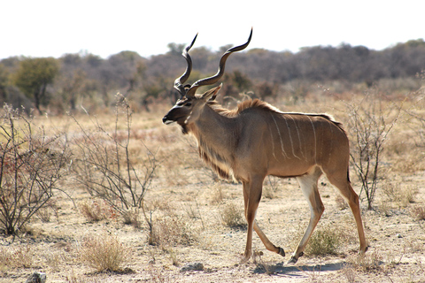 Windhoek: 3-Day Guided Safari in Etosha with Lodge