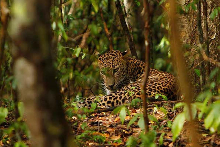 From Delhi: Full-Day Jaipur Tour with Jhalana Safari Tour with Transportation and Guide only