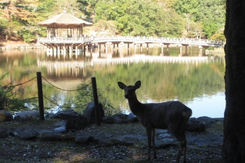 Kyoto-Nara: Grande Budda, Cervi, Pagode, "Geisya" (italiano) Kyoto-Nara: tour di una giornata intera (guida italiana)