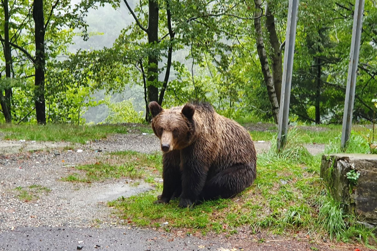 Boekarest: Bear Sanctuary, Bran Castle en Brasov Day Trip