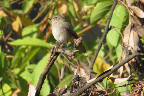 Addis Ababa: 8-Day Bale Mountains Birdwatching Tour
