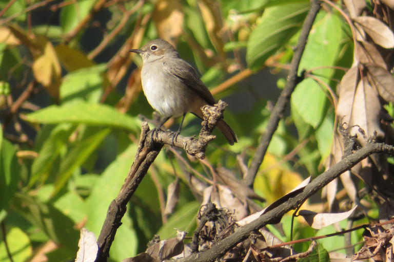 Addis Ababa: 8-Day Bale Mountains Birdwatching Tour