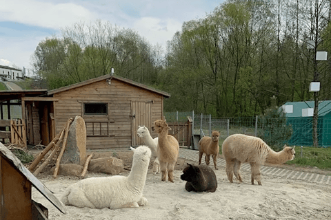 Alpaca Park: choose your alpaca for a walk + feeding