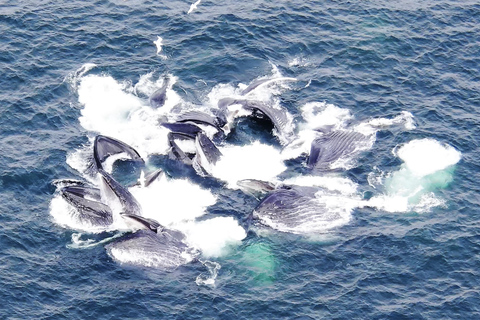 Hoonah: Icy Strait Whale Watch with Drone Filmography