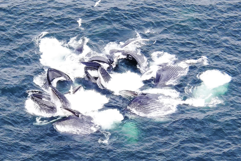 Hoonah: Icy Strait Whale Watch with Drone Filmography