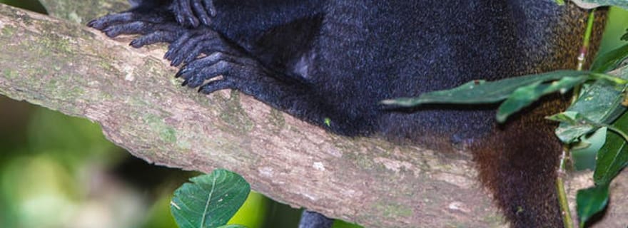 ZANZIBAR : Forêt de Jozani, centre des papillons et parc des reptiles