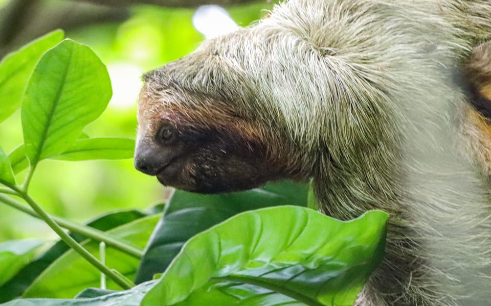 Arenal Volcano: Sloth Tour & Cultural Tour | GetYourGuide