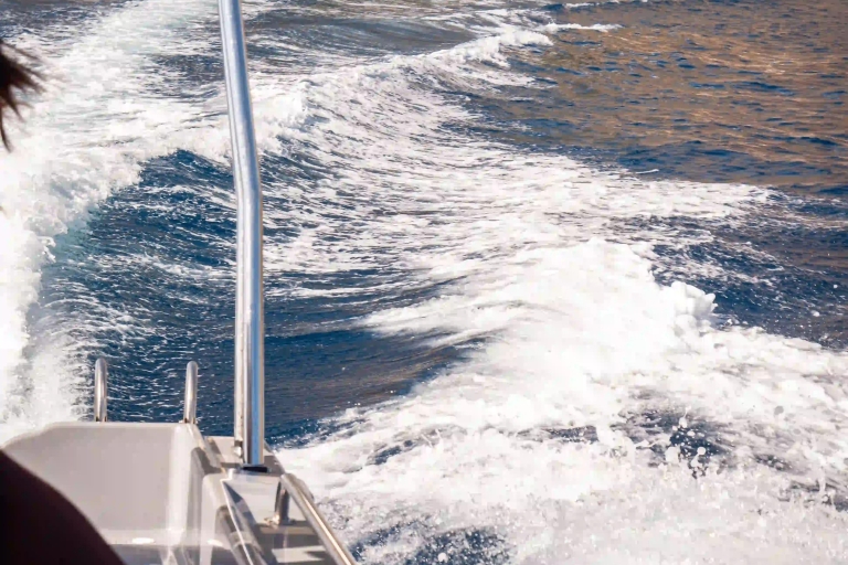 Calheta Madeira: Wal- und Delfinbeobachtungstour mit dem Schnellboot