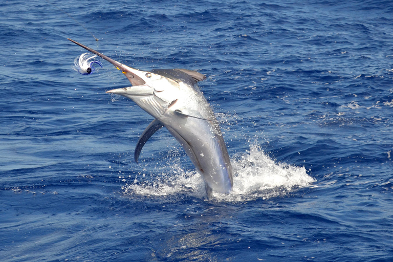 Mauritius: Big Game Fishing Trip from Grand Baie Full-Day Big Game Fishing Trip