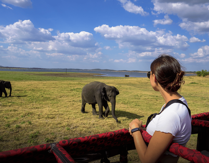 Minneriya National Park Half Day Sri Lanka Jeep Safari | GetYourGuide