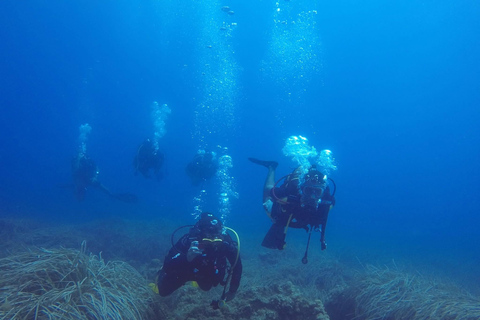 Hammamet: Guided Diving Experience with Hotel Transfer