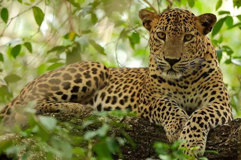 Från Anuradhapura: Wilpattu nationalpark halvdagssafari